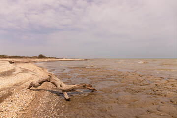 Snag on the shore of the Caspian Sea.