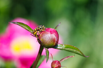 Macro photography of a wasp on a flower