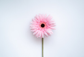 pink gerber flower on withe background 