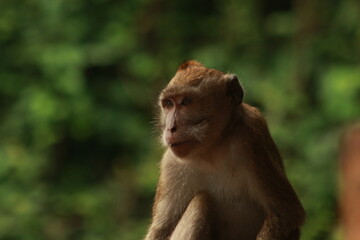 Plangon Cirebon Indonesian monkey, one of the animal species from the class Mammalia, order Primates and family Cercopithecidae, namely Macaca fascicularis or long-tailed Monkey