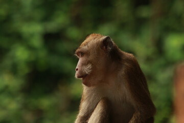 Naklejka premium Plangon Cirebon Indonesian monkey, one of the animal species from the class Mammalia, order Primates and family Cercopithecidae, namely Macaca fascicularis or long-tailed Monkey