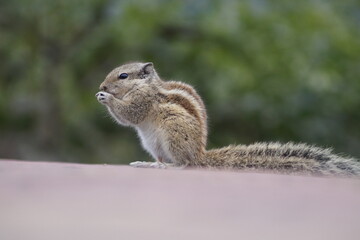 squirrel in the park