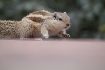 Obraz premium squirrel in the park