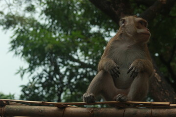 Plangon Cirebon Indonesian monkey, one of the animal species from the class Mammalia, order Primates and family Cercopithecidae, namely Macaca fascicularis or long-tailed Monkey