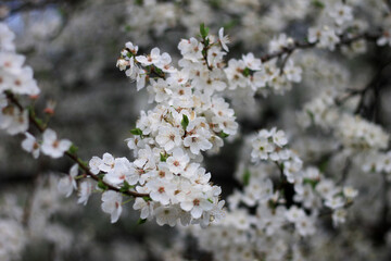 blooming tree in spring