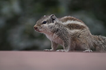 chipmunk on a stone