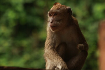 Plangon Cirebon Indonesian monkey, one of the animal species from the class Mammalia, order Primates and family Cercopithecidae, namely Macaca fascicularis or long-tailed Monkey