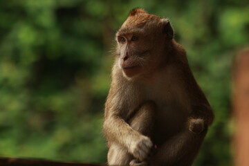 Plangon Cirebon Indonesian monkey, one of the animal species from the class Mammalia, order Primates and family Cercopithecidae, namely Macaca fascicularis or long-tailed Monkey