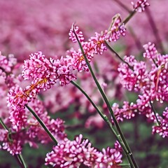 Obraz premium Illustration pink blossom flowers in spring. Generative AI. 