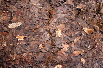 Dry oak leaves underwater.