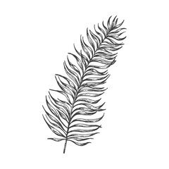 Fototapeta premium Palm Branch Hand Drawn Doodle Vector Illustration. Floral Tropical Leaf Sketch Style Drawing Isolated
