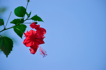 Hibiscus rosa-sinensis | Chinese hibiscus | China rose