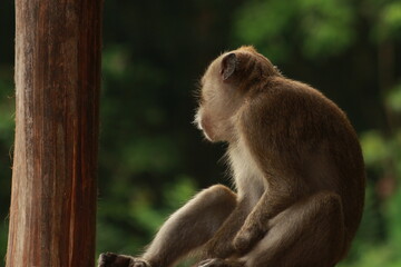 Plangon Cirebon Indonesian monkey, one of the animal species from the class Mammalia, order Primates and family Cercopithecidae, namely Macaca fascicularis or long-tailed Monkey