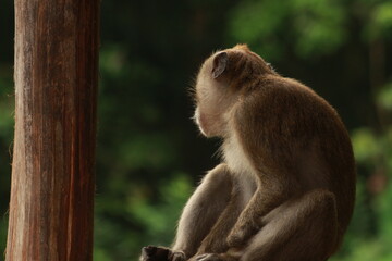 Plangon Cirebon Indonesian monkey, one of the animal species from the class Mammalia, order Primates and family Cercopithecidae, namely Macaca fascicularis or long-tailed Monkey