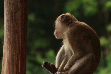 Plangon Cirebon Indonesian monkey, one of the animal species from the class Mammalia, order Primates and family Cercopithecidae, namely Macaca fascicularis or long-tailed Monkey