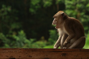 Plangon Cirebon Indonesian monkey, one of the animal species from the class Mammalia, order Primates and family Cercopithecidae, namely Macaca fascicularis or long-tailed Monkey