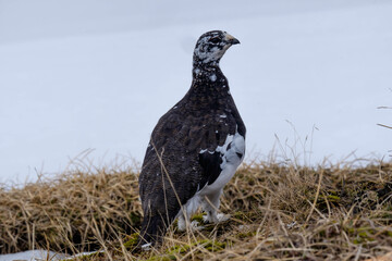 Alpenschneehuhn