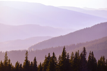 The tops of fir trees against the backdrop of wooded mountain slopes. Purple tones.
