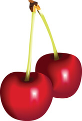 red cherry vector