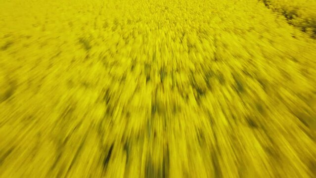 Low level flight over blooming rapeseed field