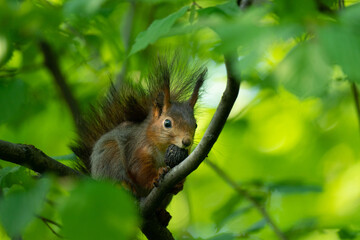 Squirrel sitting on a tree branch and holding a nut in his mouth, eating