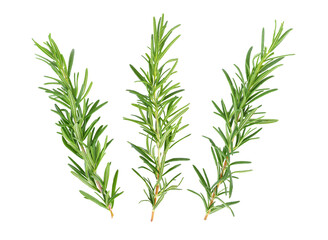 rosemary isolated on transparent png