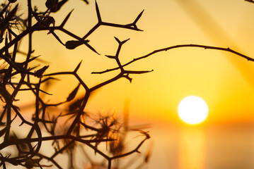 Beach plant and sunrise over sea