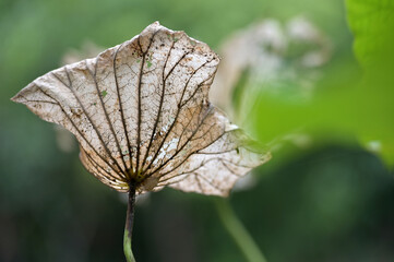 The lotus leaf is drying in the swamp  , the leaves turn brown. Because of the seasonal change,the change of life