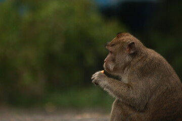 Plangon Cirebon Indonesian monkey, one of the animal species from the class Mammalia, order Primates and family Cercopithecidae, namely Macaca fascicularis or long-tailed Monkey