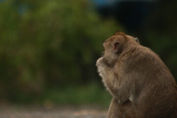 Plangon Cirebon Indonesian monkey, one of the animal species from the class Mammalia, order Primates and family Cercopithecidae, namely Macaca fascicularis or long-tailed Monkey