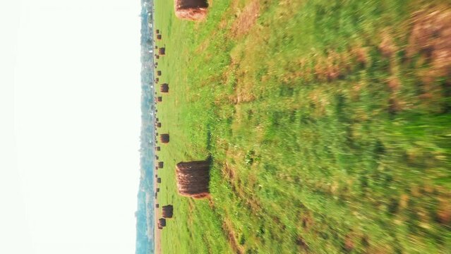 Flying over agriculture field with haystacks after harvesting. Vertical video