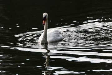 White mute swan swimming in a lake