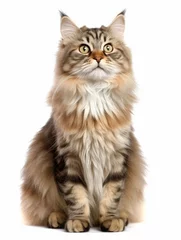 Tuinposter Photo of a Siberian cat isolated on a white background © Tatiana