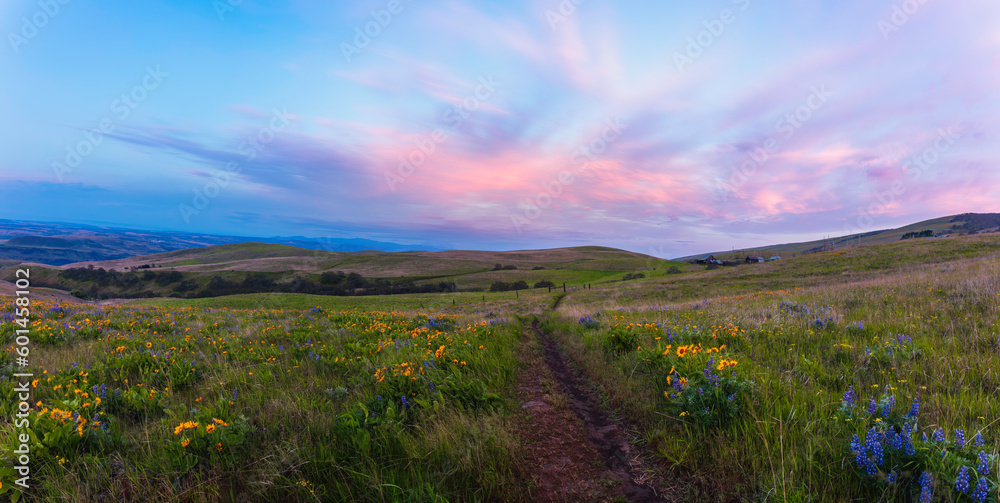 Wall mural wildflower field at sunrise