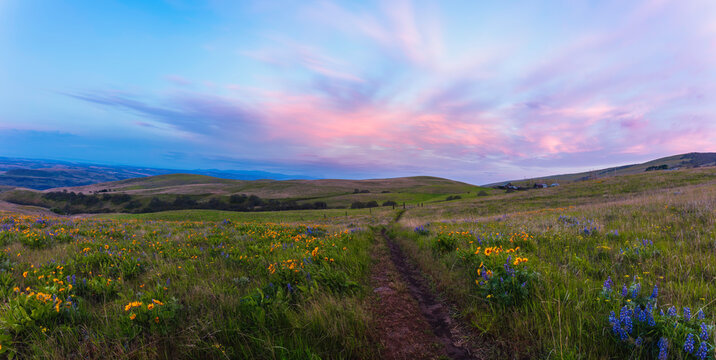 wildflower field at sunrise