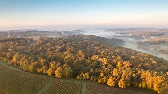 aerial drone shot with mist at sunrise over a grove