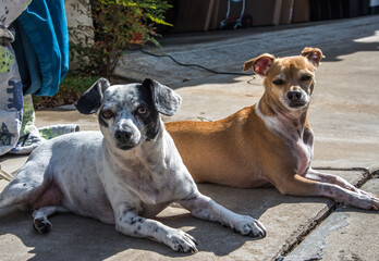 Halloween Activities and More