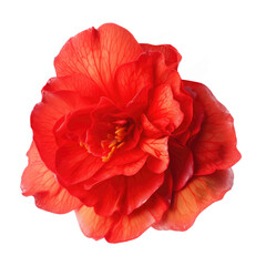 begonia flower isolated on white
