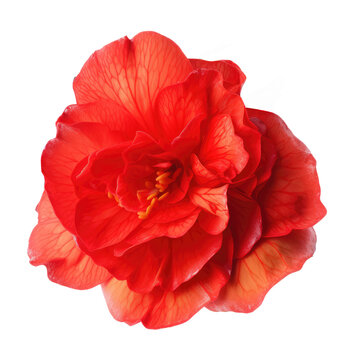 begonia flower isolated on white