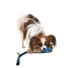 papillon dog in studio