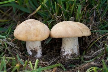 Edible mushroom Calocybe gambosa in the grass. Known as St. George's Mushroom. Wild spring mushrooms in the meadow.