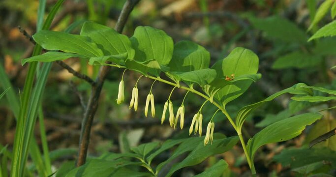 Polygonatum odoratum (angular Solomon's seal or scented Solomon's seal)