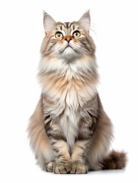 Photo of a Siberian cat isolated on a white background