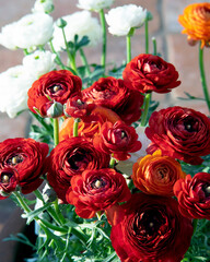 Obraz premium Beautiful bouquet of blooming ranunculus. Red blooming flowers. Background for congratulations on Valentine's, mother's day, birthday, March 8, beloved. Close up. Selective focus. Hello, spring!