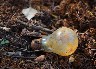 An old discarded incandescent lamp in a pile of humus