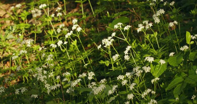 Galium odoratum, the sweetscented bedstraw in a forest