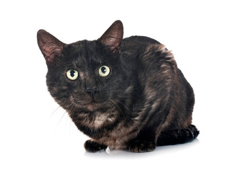 bengal cat in studio