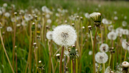 Dandelion field for the revival of the human body