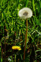 White ball and yellow flower of dandelion on a green background vertical