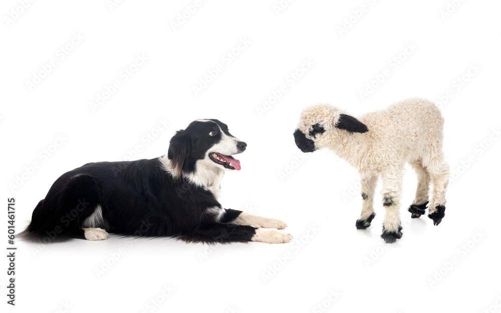 Wall mural lamb Valais Blacknose and border collie